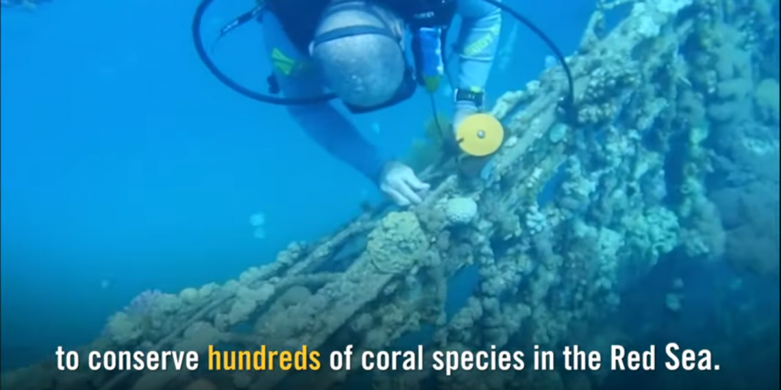Den israelske marinen redder koraller i Rødehavet.