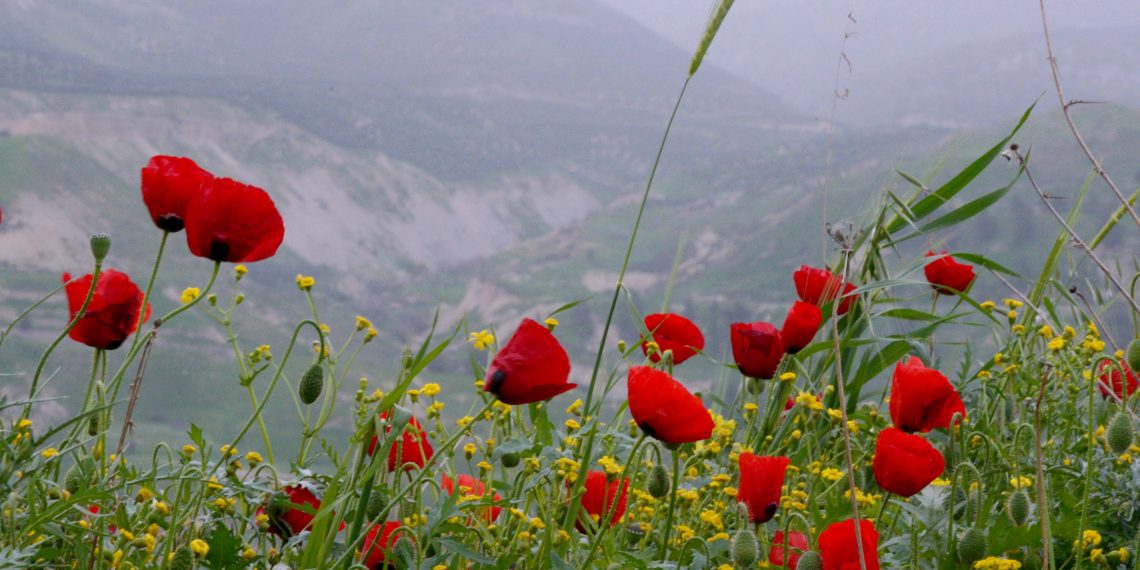 Foto : Mark Neyman, GPO. Valmueblomster blomstrer i Golanhøydene.
