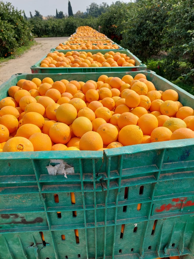 FRUKT: Appelsiner som ble plukket på en av de store mashavaene langs Gazas grense.
Foto: Nativia Samuelsen, ICEJ Jerusalem.